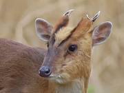 Image 10 in MUNTJAC DEER. DAY AND NIGHT.