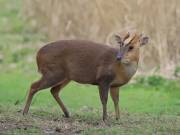 Image 11 in MUNTJAC DEER. DAY AND NIGHT.