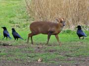 Image 12 in MUNTJAC DEER. DAY AND NIGHT.