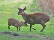 Image 13 in MUNTJAC DEER. DAY AND NIGHT.