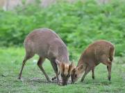 Image 14 in MUNTJAC DEER. DAY AND NIGHT.