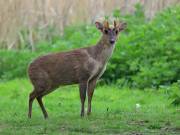 Image 15 in MUNTJAC DEER. DAY AND NIGHT.