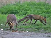 Image 16 in MUNTJAC DEER. DAY AND NIGHT.