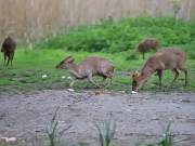 Image 17 in MUNTJAC DEER. DAY AND NIGHT.