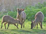 Image 18 in MUNTJAC DEER. DAY AND NIGHT.