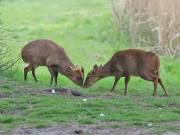 Image 19 in MUNTJAC DEER. DAY AND NIGHT.
