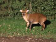 Image 2 in MUNTJAC DEER. DAY AND NIGHT.