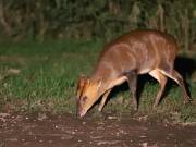 Image 3 in MUNTJAC DEER. DAY AND NIGHT.