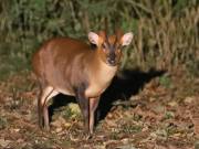 Image 4 in MUNTJAC DEER. DAY AND NIGHT.
