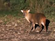 Image 5 in MUNTJAC DEER. DAY AND NIGHT.
