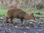 Image 6 in MUNTJAC DEER. DAY AND NIGHT.