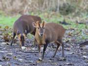 Image 7 in MUNTJAC DEER. DAY AND NIGHT.