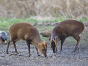 Image 8 in MUNTJAC DEER. DAY AND NIGHT.