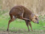 Image 9 in MUNTJAC DEER. DAY AND NIGHT.