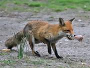 Image 10 in VIXEN. 2022. MY LOCAL DELIGHT.