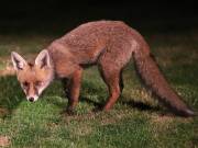 Image 17 in FOXES IN GARDEN