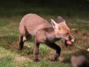 Image 19 in FOXES IN GARDEN