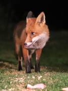 Image 23 in FOXES IN GARDEN