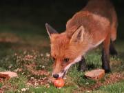 Image 26 in FOXES IN GARDEN