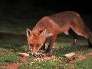 Image 30 in FOXES IN GARDEN