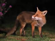 Image 34 in FOXES IN GARDEN