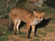Image 52 in FOXES IN GARDEN