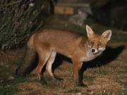 Image 55 in FOXES IN GARDEN