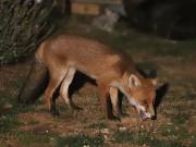 Image 56 in FOXES IN GARDEN