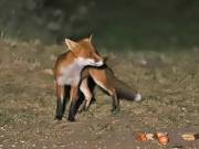 Image 58 in FOXES IN GARDEN