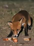 Image 61 in FOXES IN GARDEN