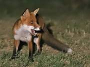 Image 62 in FOXES IN GARDEN