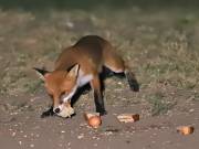 Image 63 in FOXES IN GARDEN