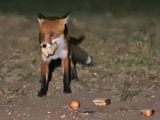 Image 64 in FOXES IN GARDEN