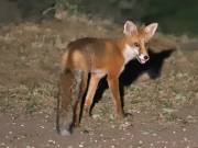 Image 70 in FOXES IN GARDEN