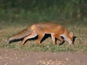 Image 73 in FOXES IN GARDEN