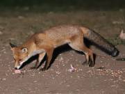 Image 77 in FOXES IN GARDEN