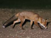 Image 78 in FOXES IN GARDEN