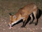 Image 79 in FOXES IN GARDEN