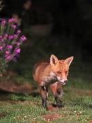 Image 8 in FOXES IN GARDEN