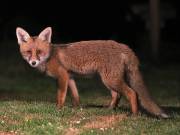 Image 9 in FOXES IN GARDEN