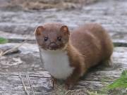 WEASEL