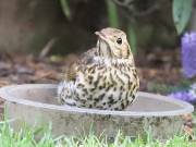 SONG THRUSH.