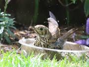 Image 10 in SONG THRUSH.