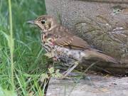 Image 11 in SONG THRUSH.