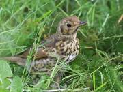 Image 2 in SONG THRUSH.