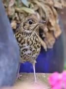 Image 4 in SONG THRUSH.