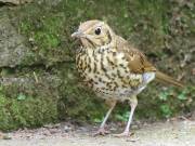 Image 5 in SONG THRUSH.