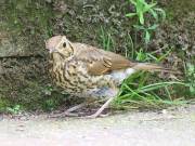 Image 6 in SONG THRUSH.
