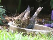 Image 7 in SONG THRUSH.