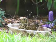 Image 9 in SONG THRUSH.